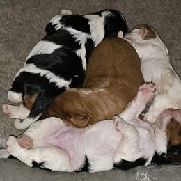 Cavalier King Charles Spaniel Puppies from Critter's Cottage Cavaliers