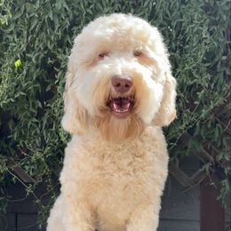 Chloe - Goldendoodle