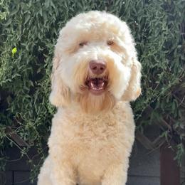 Chloe - Goldendoodle
