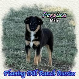 Persian - Black tri male Miniature Australian Shepherd puppy in Forestburg, Texas from Flaming Dill Ranch Aussies