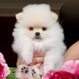 Amour - White male Pomeranian puppy in Irvine, California from Bon Bon Poms