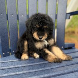 Boy 1 - Tri-color male Bernedoodle puppy in Spring Hill, Florida from OHDoodles FL
