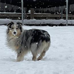Australian Shepherd All Grown Up from Ready 'N Abel Aussies