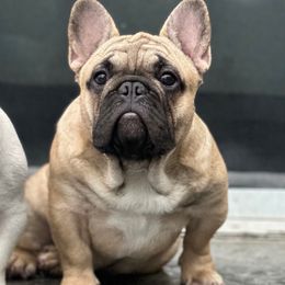 Boy 1 - Fawn and white male French Bulldog puppy in Washington from Pawcific Coast Bullies