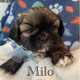 Milo - Red male Shih Tzu puppy in Hemet, California from Aloha Shih Tzu