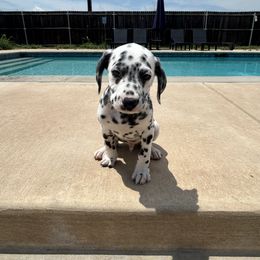 BRAVE - White and black male Dalmatian puppy in Waxahachie, Texas from Tiff’s Dalmatian Plantation