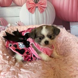 Twilight - Black sabled fawn female Chihuahua puppy in Gloucester, Virginia from Charlotte's Web of Chihuahuas