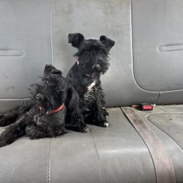 Miniature Schnauzer Puppies from Winona Schnauzers