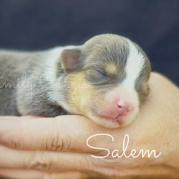 Salem - Gray and white female American Corgi puppy in Cameron, North Carolina from Butts Family Corgis