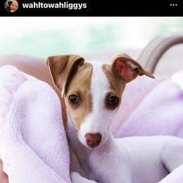 Italian Greyhound Puppies from WAHLTOWAHLIGGYS