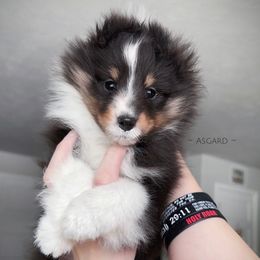 Girl 2 - Shetland Sheepdog puppy in Elk, Washington from Asgard Shetland Sheepdogs