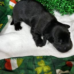 Ace - Black male Dachshund puppy in Sheridan, Arkansas from Farmhouse Dachshunds