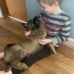 Belgian Malinois Puppies from Focused Obedient Belgian Malinois