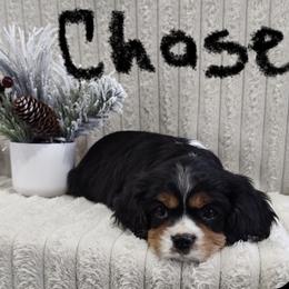Chase - Tri-color male Cavalier King Charles Spaniel puppy in Chattanooga, Tennessee from Oodles of Cuties!
