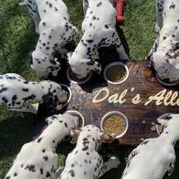 Dalmatians from Dal's Alley Dalmatians