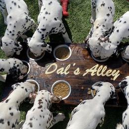 Dalmatians from Dal's Alley Dalmatians