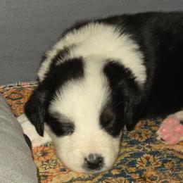 Jingle - Black tri-color female Australian Shepherd puppy in Washington from Arbor hill Australian Shepherds