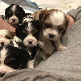 Cavalier King Charles Spaniel Puppies from Cutie Pie Cavaliers