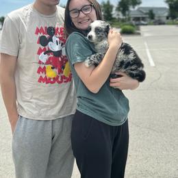 Daffy - Blue merle male Australian Shepherd puppy in Laotto, Indiana from Circle B working Aussies