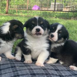 Border Collie and Pembroke Welsh Corgi Puppies from Whisenhunt Farms