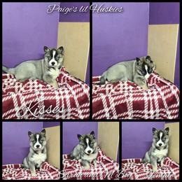 Kisses - Agouti and white female Siberian Husky puppy in Bloomfield, Indiana from Paiges lil huskies
