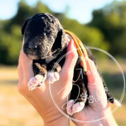 Yellow - Tri-color male Bernedoodle puppy in Rockwall, Texas from Glory Doodles