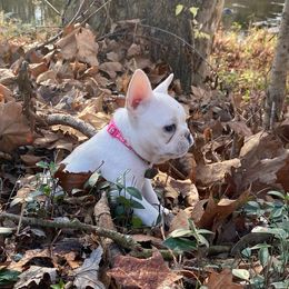 French Bulldog Puppies from Creekside