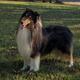 Bramble