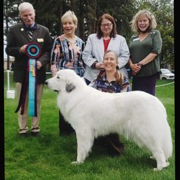 Willow - Great Pyrenees