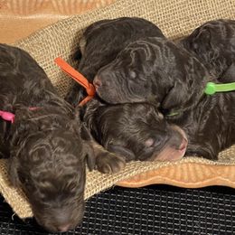 Poodle Puppies from Ladybug Poodles