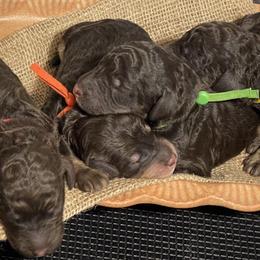 Poodle Puppies from Ladybug Poodles