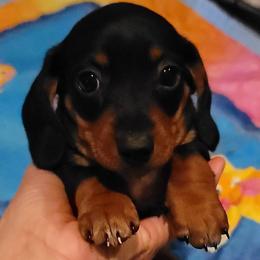 Dachshund and Great Dane Puppies from AZ's Prestigious Minature Dachshunds