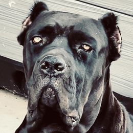 Lexi - Cane Corso