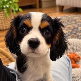 Vienna - Tri-color female Cavalier King Charles Spaniel puppy in Mount Dora, Fl, Florida from Breezy Palms Cavaliers