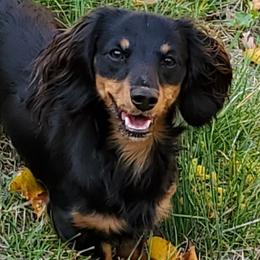 CH Mac's Kylo Ren - Black and cream male Dachshund puppy in Hartford, Michigan from Mac Fam Dachshunds