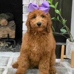Lennon's Purple Girl - Red  female Goldendoodle puppy in Kountze, Texas from Texas Doodles LLC