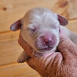 Male 3 - Cream male Dachshund puppy in Trade, Tennessee from TN Miniature Dachshunds & Basset Hounds
