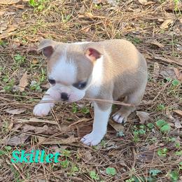 Boy 1 - Blue male Boston Terrier puppy in Griffin, Georgia from Celtic Kennel Bostons