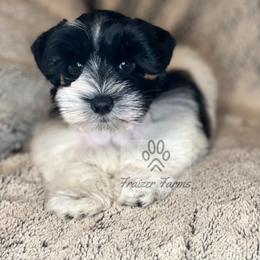 Miniature Schnauzer Puppies from Fraizer Farms