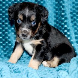 Poppy's Blue-Eyed BTM 1 - Black tri male Toy Australian Shepherd puppy in Leighton, Alabama from Isbell Land & Livestock, LLC