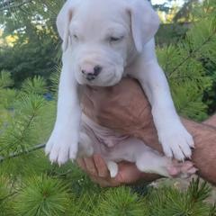 Dogo Argentino Puppies from K&B Southern Oregon Argentino Dogos