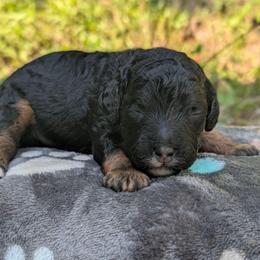 Eric - Black and tan male Cavapoo puppy in Coshocton, Ohio from Forever Family Puppies