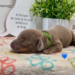 AKC Isabella and Tan Male - Fawn (isabella) and tan male Dachshund puppy in Ladson, South Carolina from Funk's Four-Legged Friends