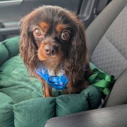 Brutus - Brown male Cavapoo puppy in Coshocton, Ohio from Forever Family Puppies