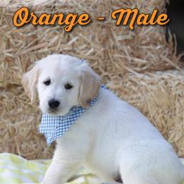 Golden Retriever Puppies from Valley County Goldens