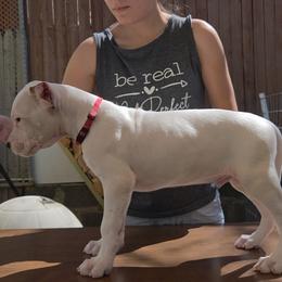 Boy 2 - White male Dogo Argentino puppy in Morgan Hill, Pennsylvania from De la Fuerza De Dios