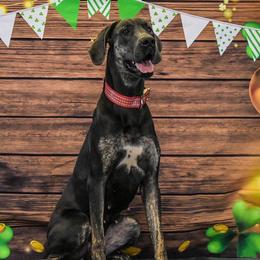 Molly - Great Dane