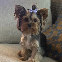 Violet - Yorkshire Terrier