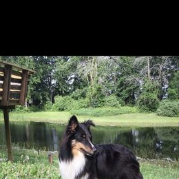 Elsie - Shetland Sheepdog