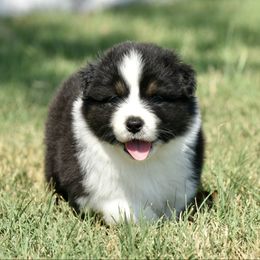 Justice - Black tri-color female Australian Shepherd puppy in Chickasha, Oklahoma from Rustic Lace